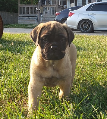 BULLMASTIFF PUPPIES FOR SALE