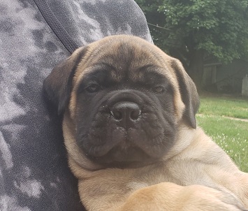 BULLMASTIFF PUPPIES FOR SALE