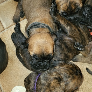 bullmastiff puppies for sale