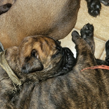 bullmastiff puppies for sale