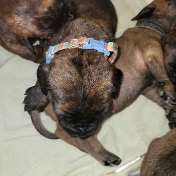 bullmastiff puppies for sale