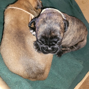 bullmastiff puppies for sale