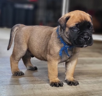 bullmastiff puppies