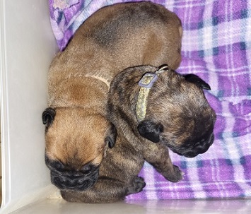 bullmastiff puppies for sale
