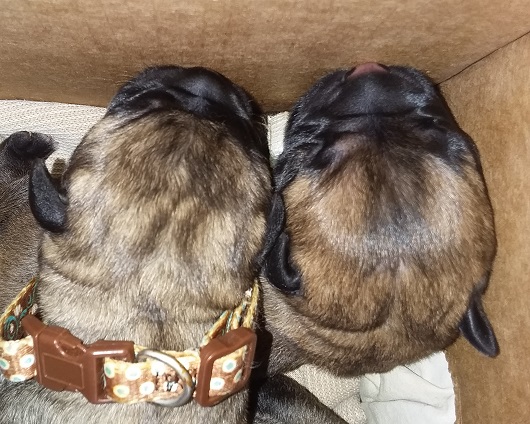 bullmastiff puppies for sale