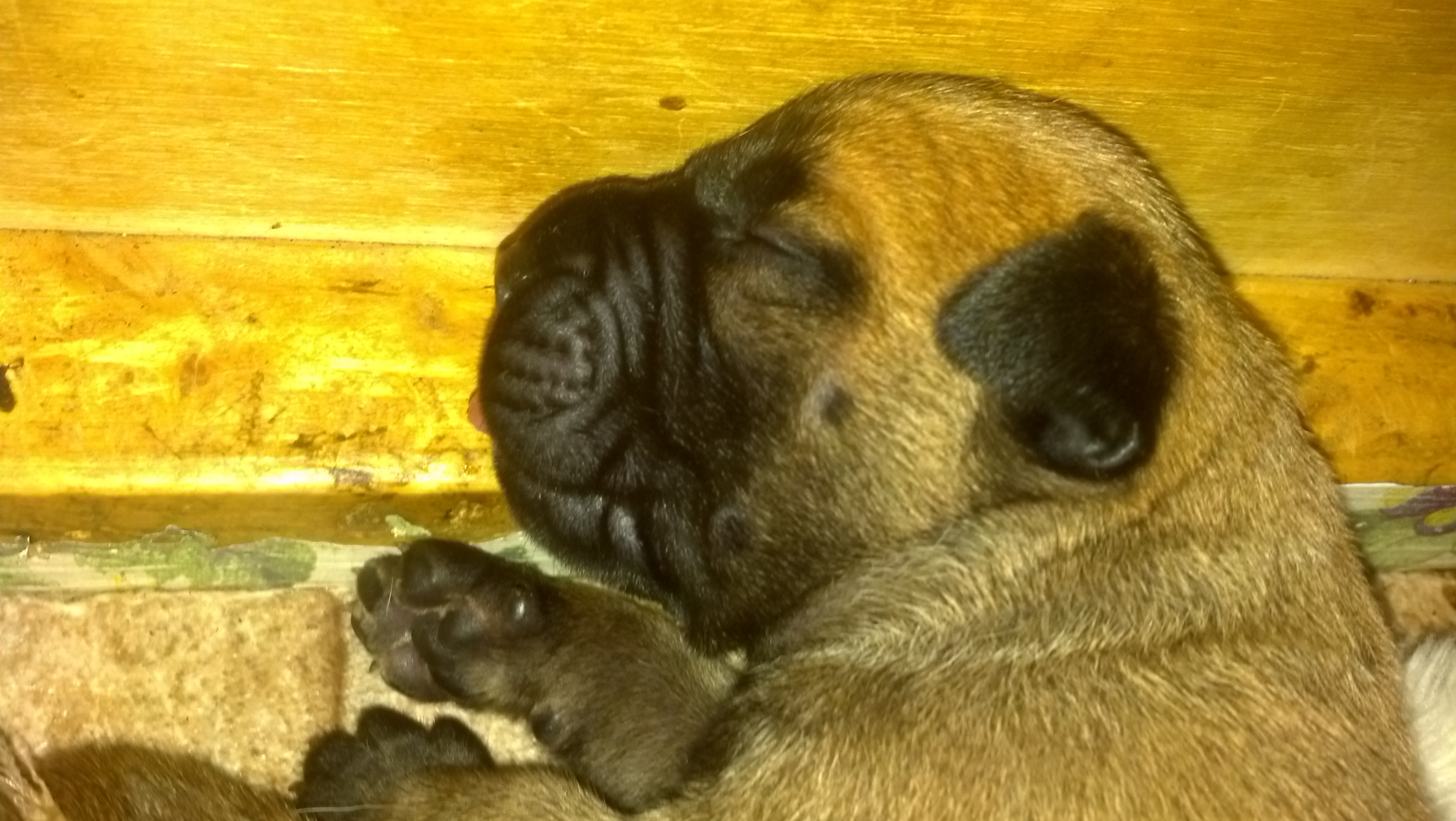 bullmastiff puppies for sale