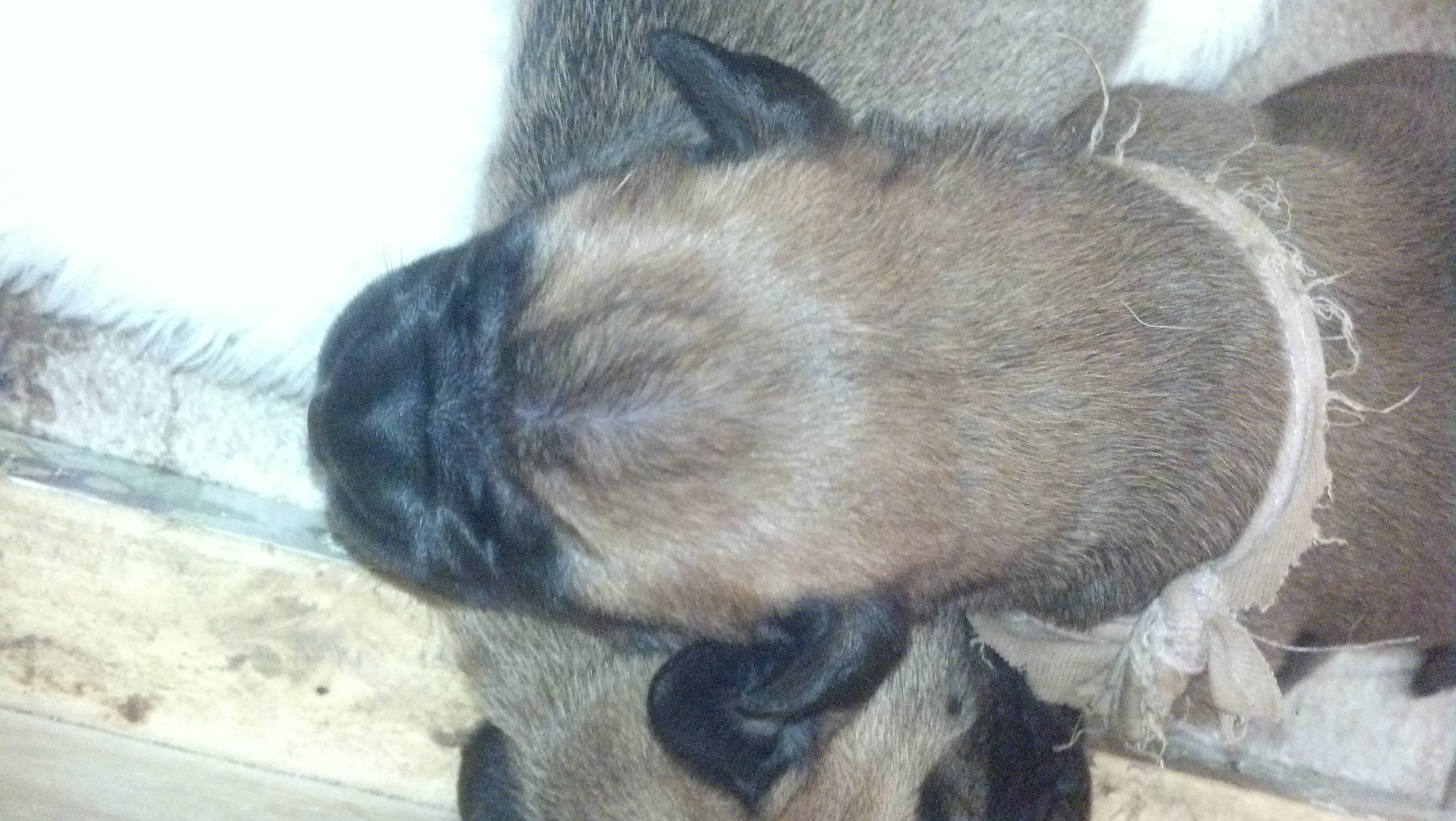 bullmastiff puppies for sale