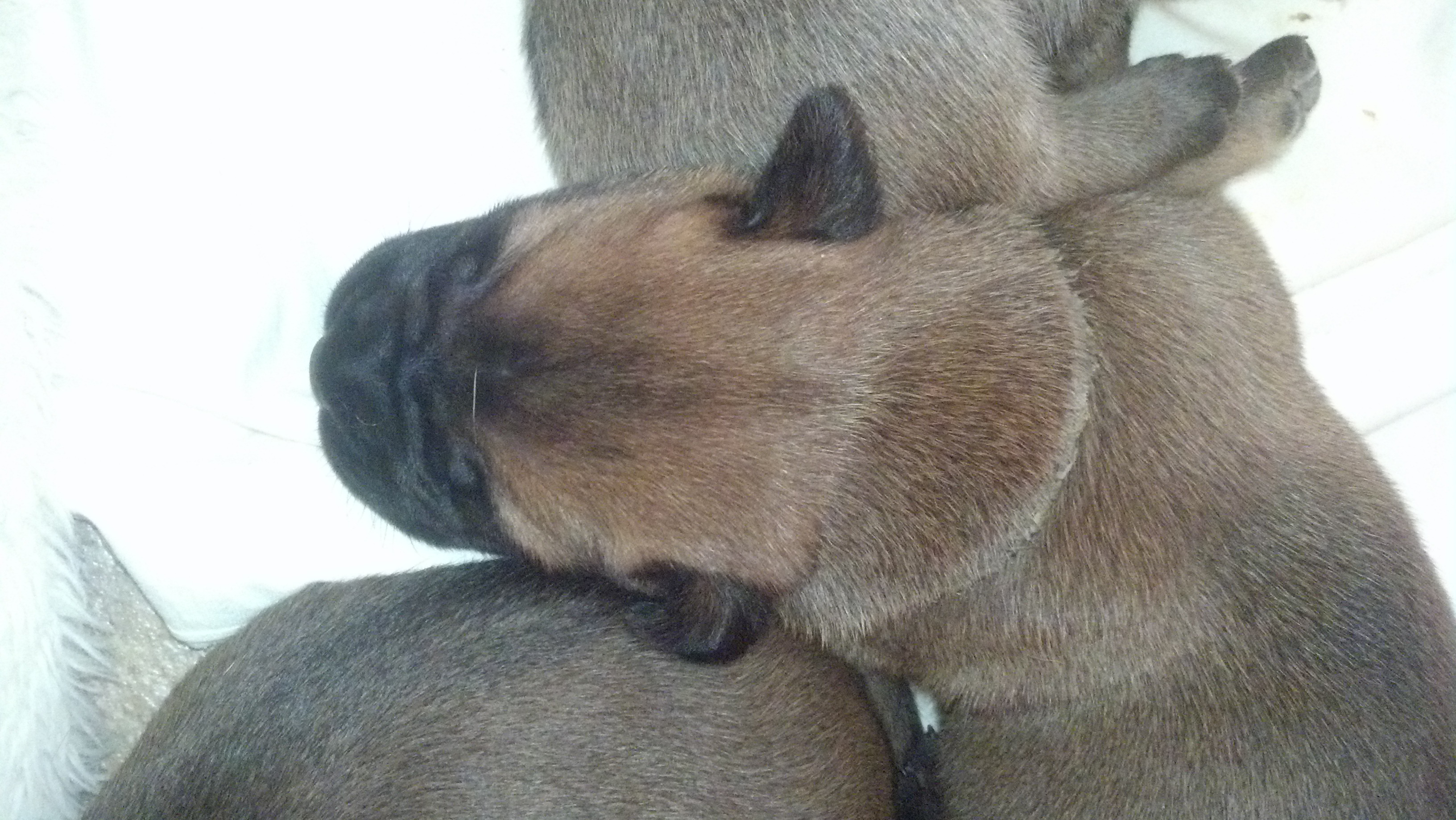 bullmastiff puppies for sale