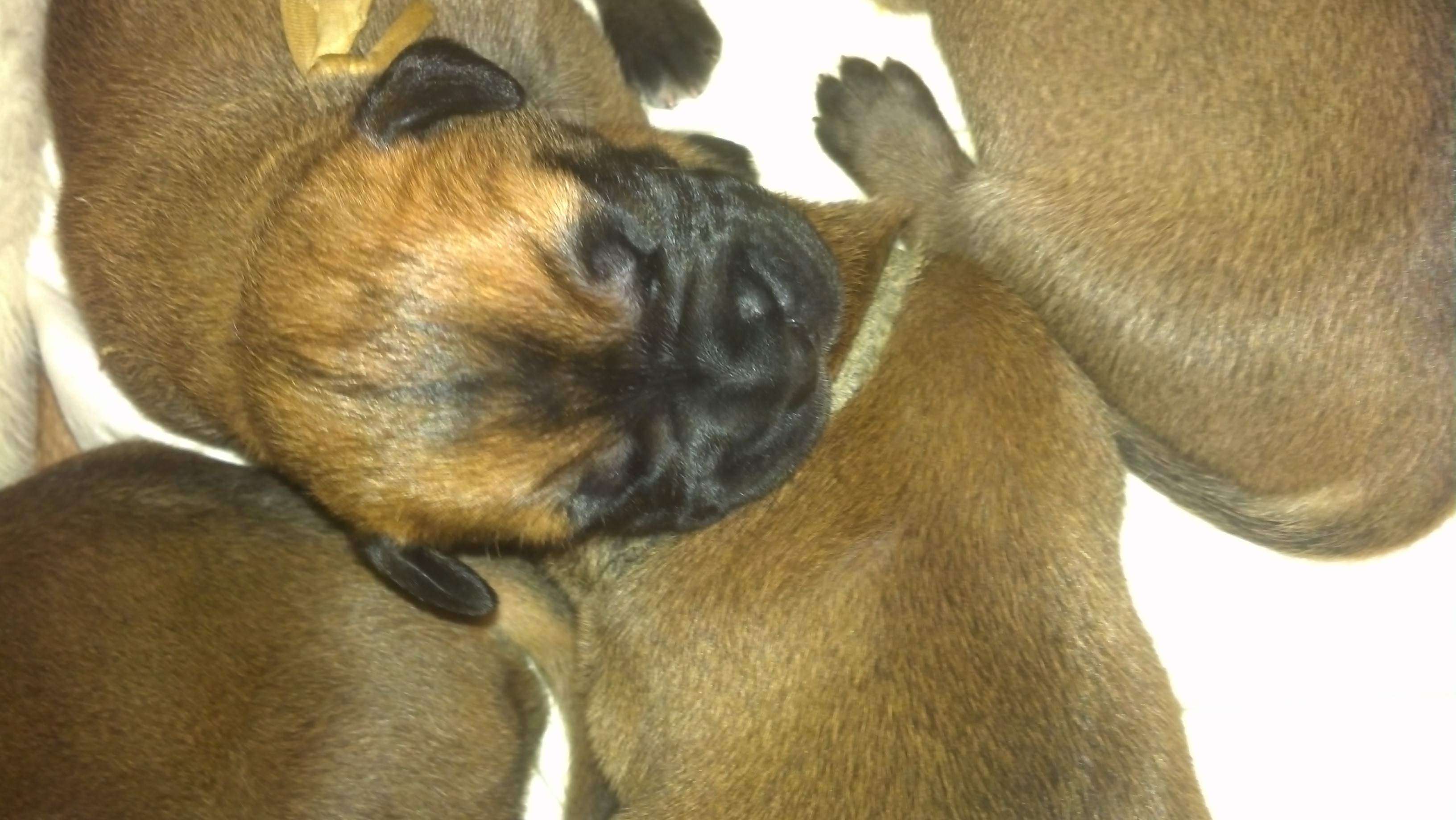 bullmastiff puppies for sale