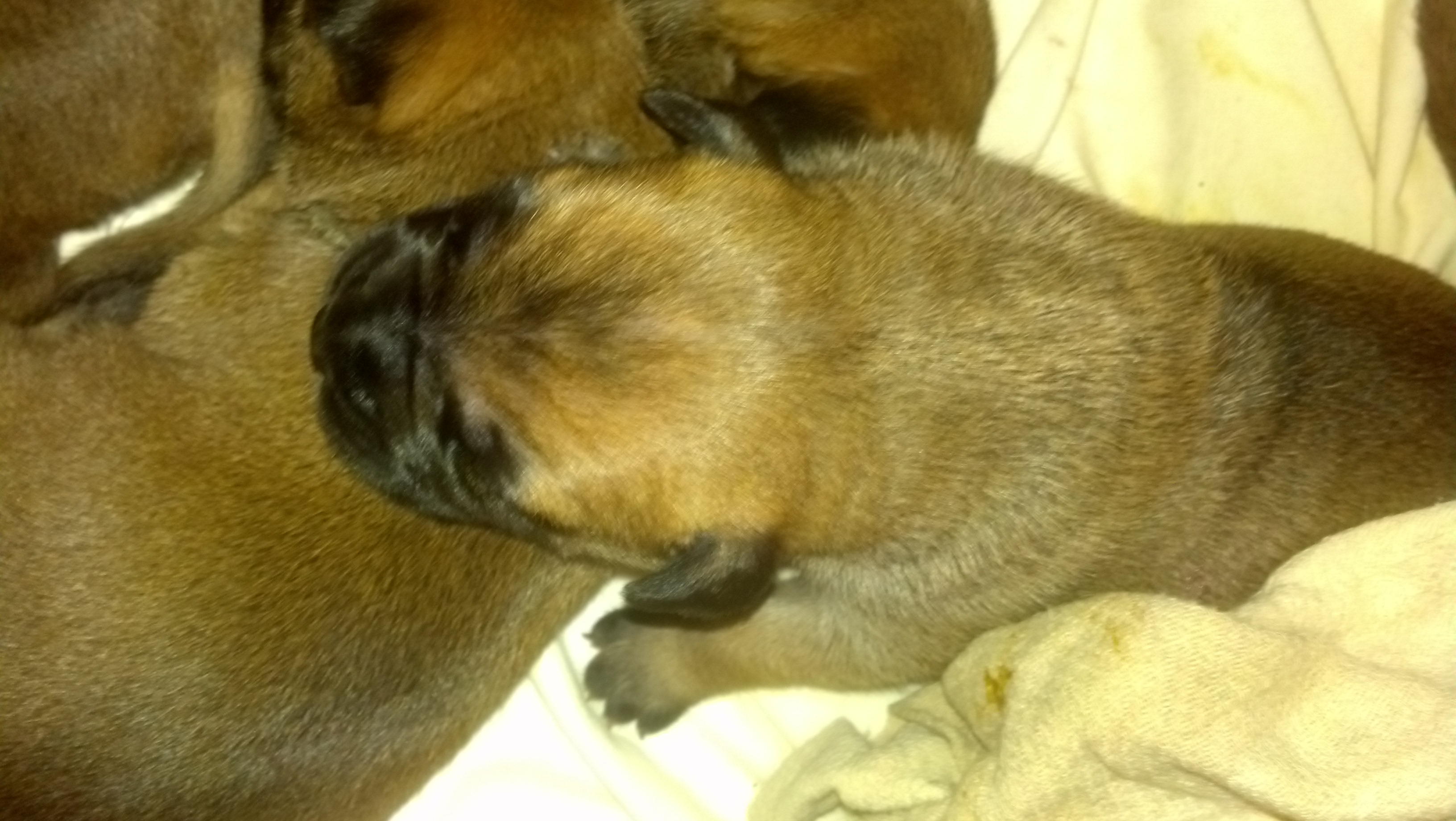 bullmastiff puppies for sale