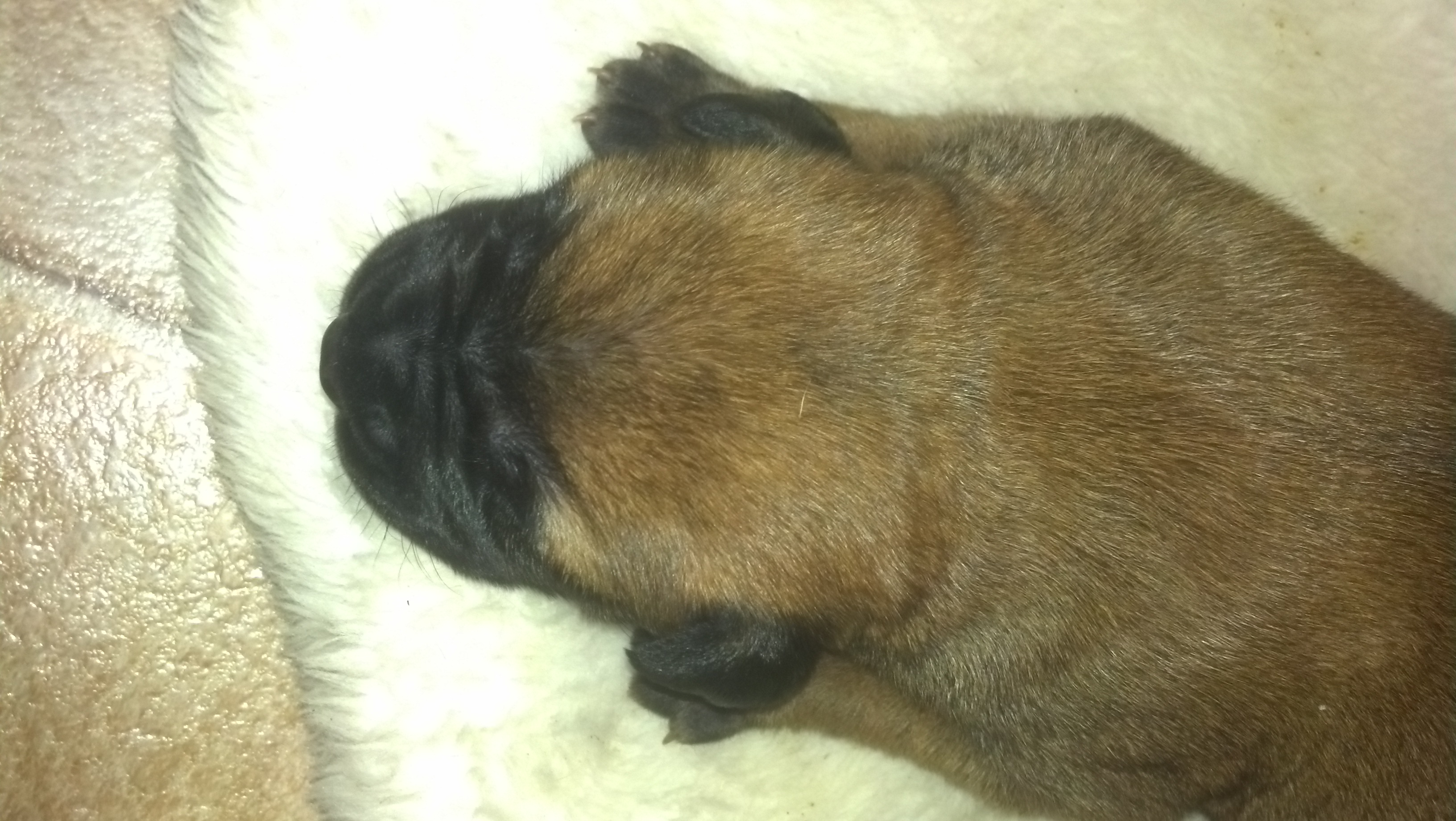 bullmastiff puppies for sale