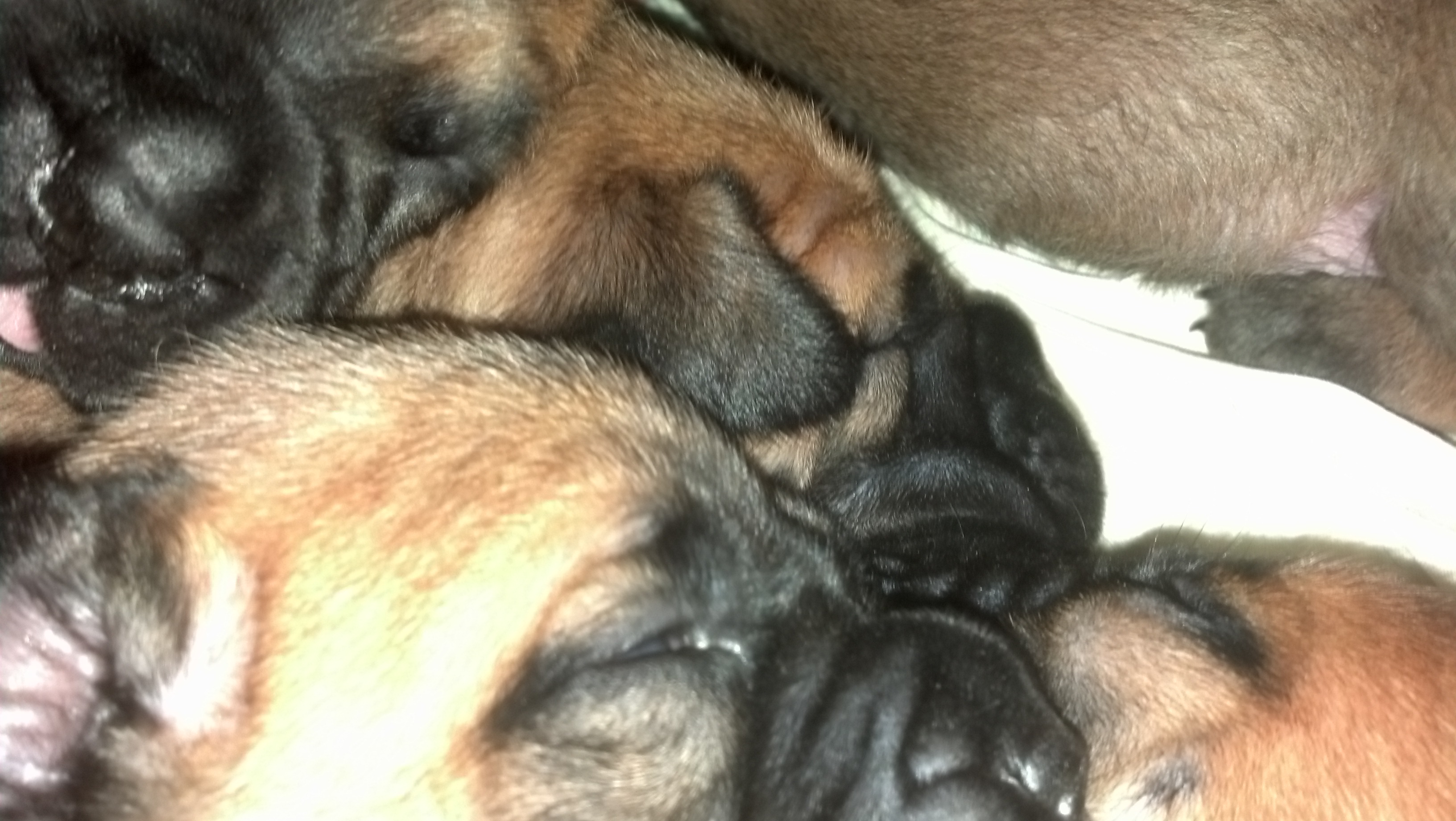 bullmastiff puppies for sale