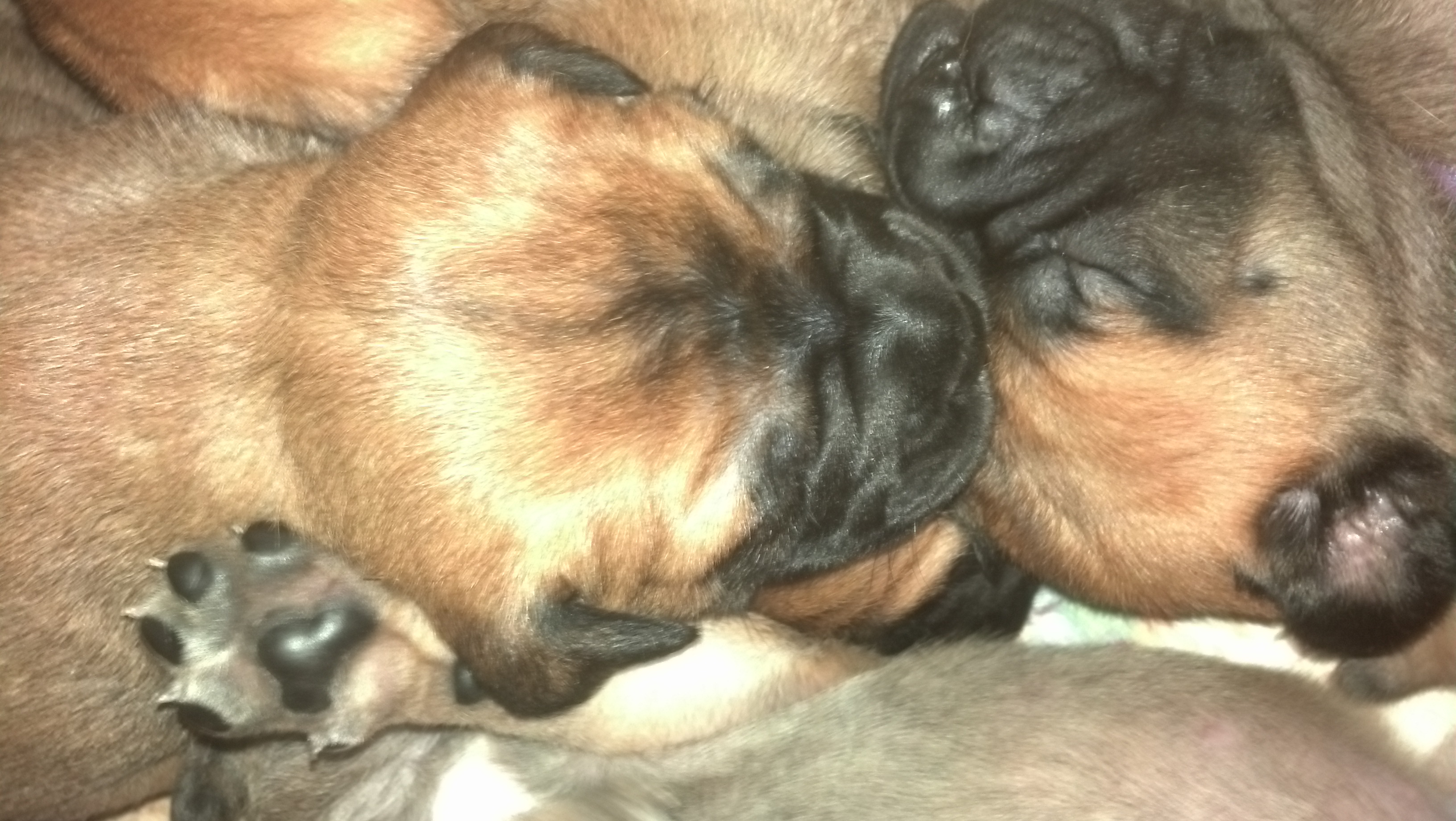bullmastiff puppies for sale