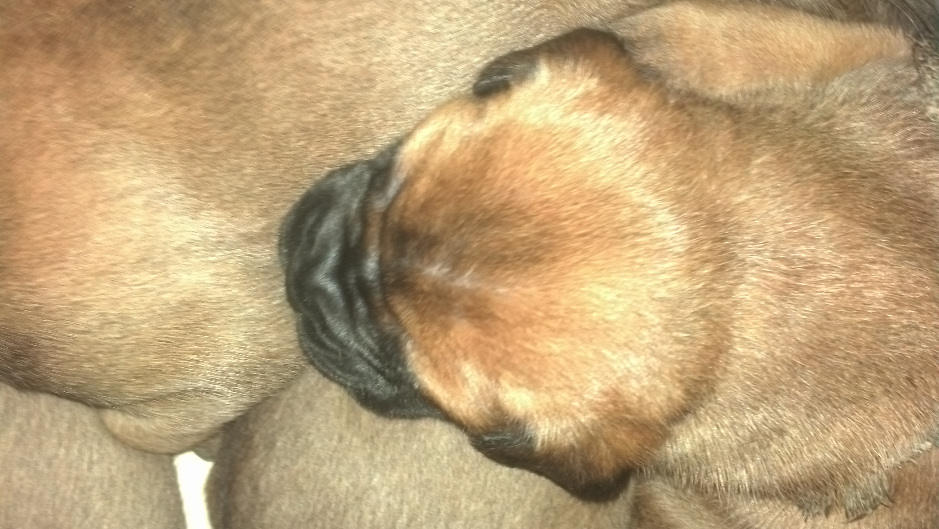 bullmastiff puppies for sale