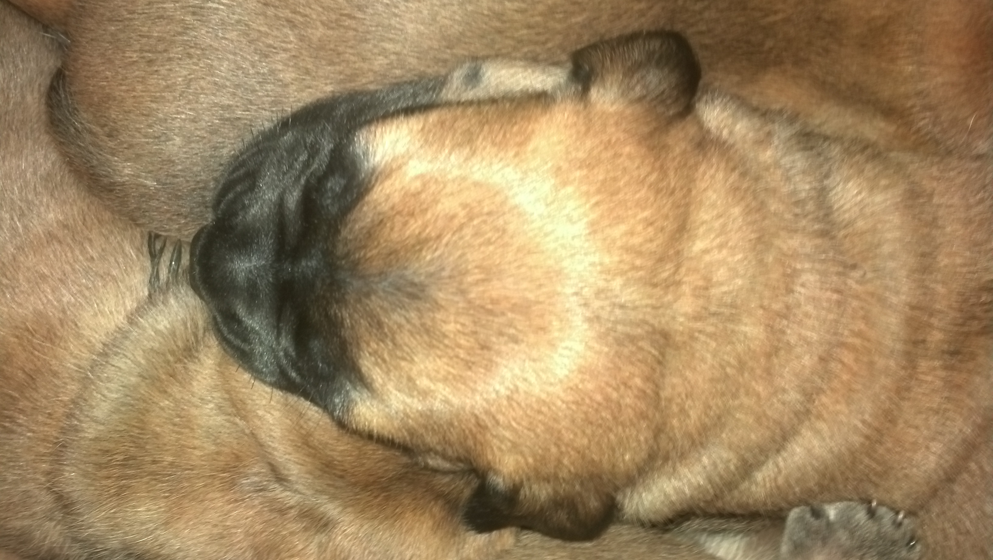 bullmastiff puppies for sale