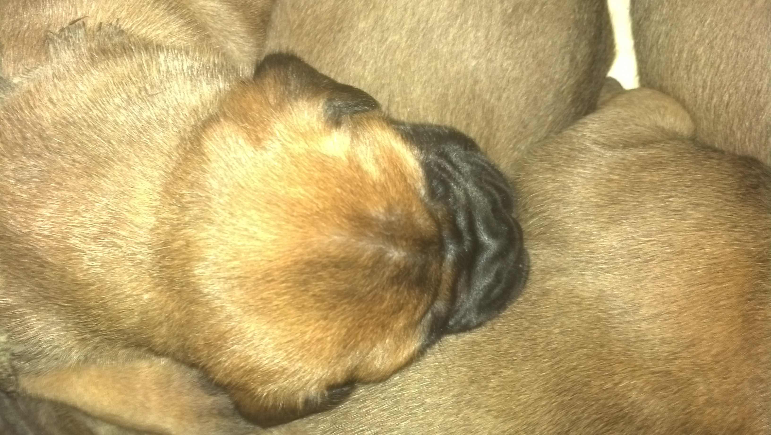 bullmastiff puppies for sale