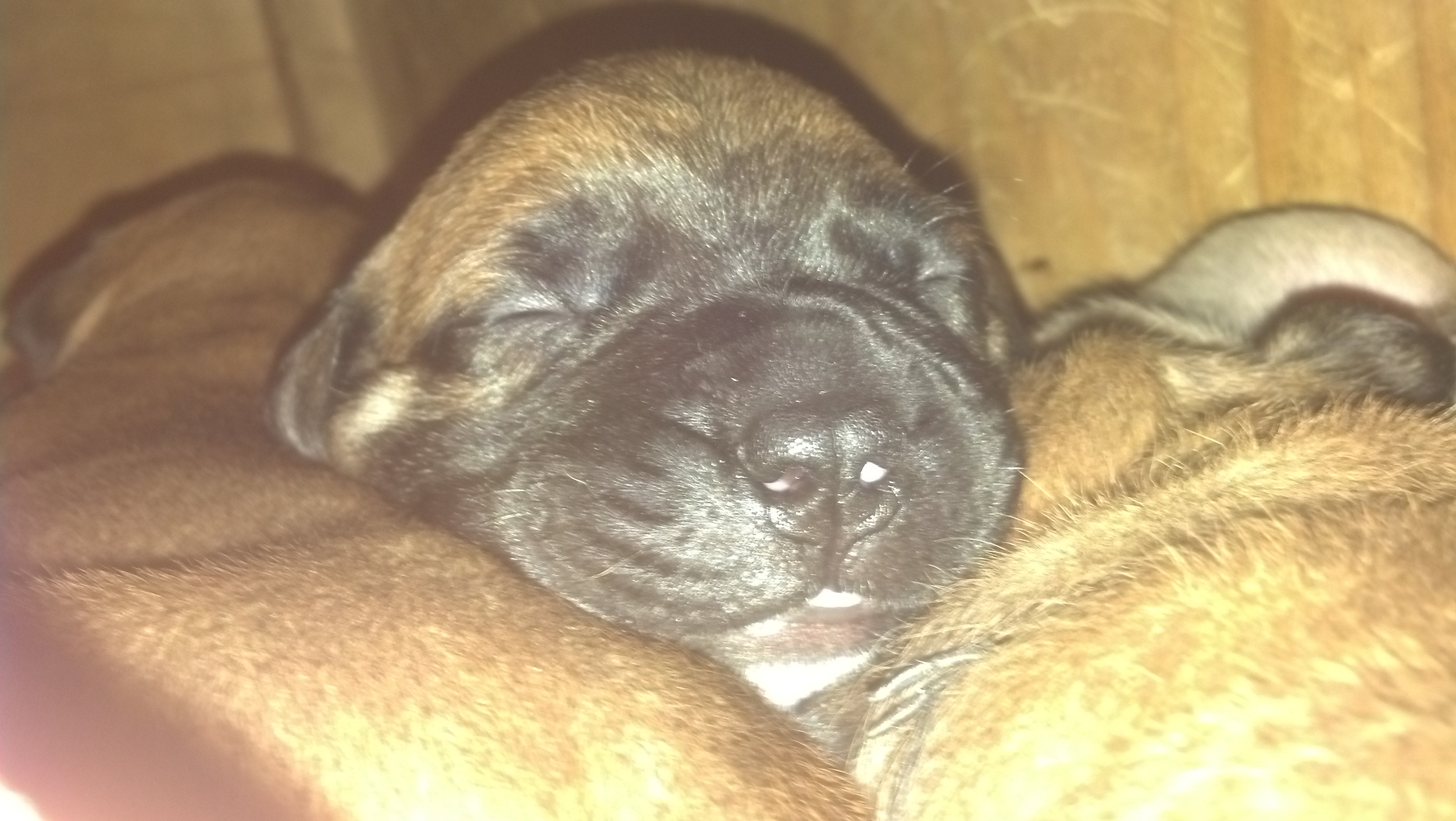 bullmastiff puppies for sale