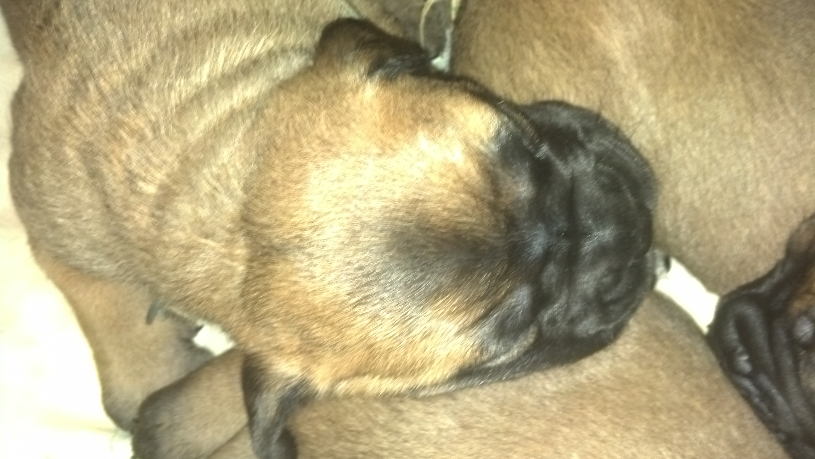 bullmastiff puppies for sale