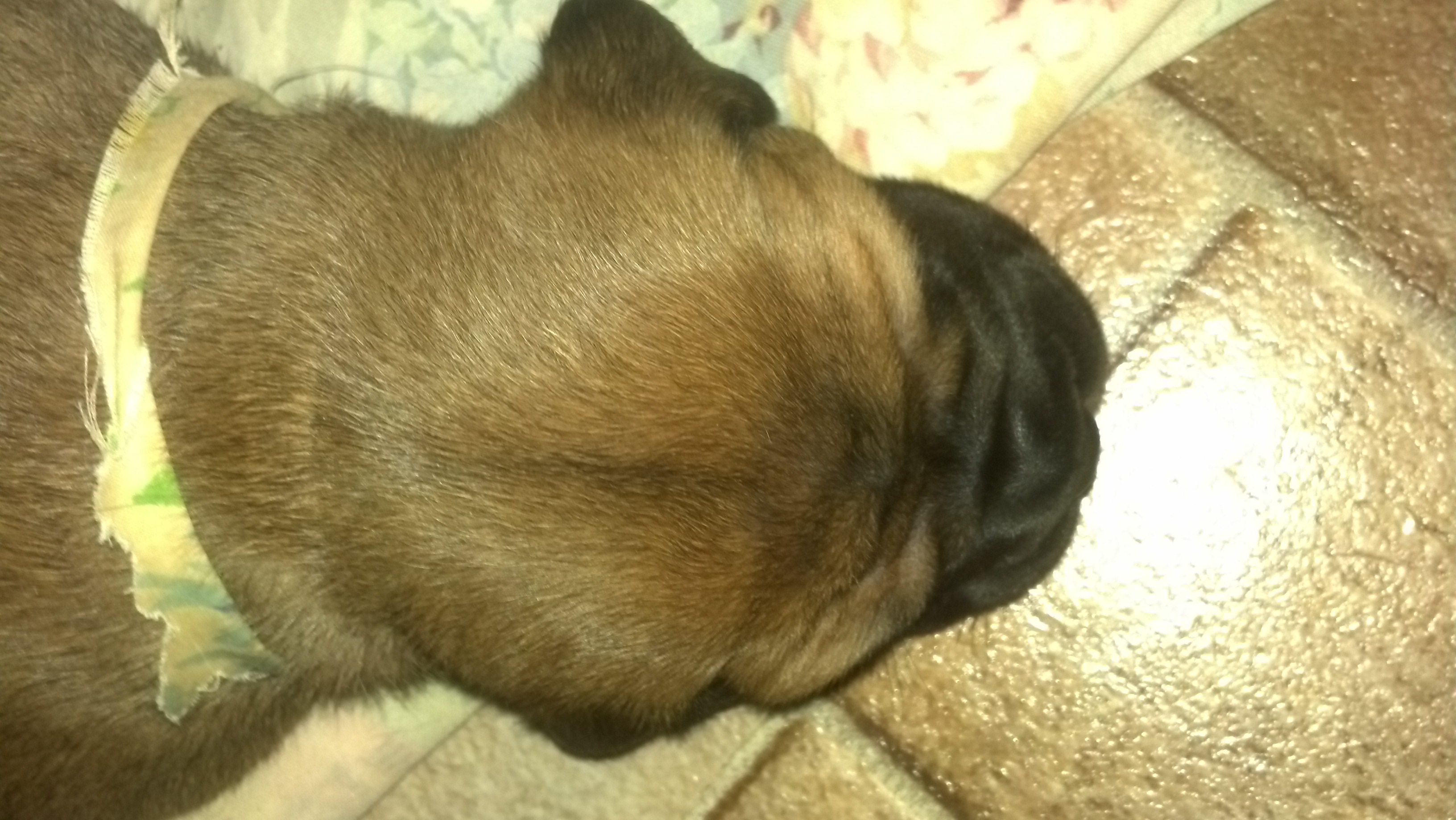 bullmastiff puppies for sale