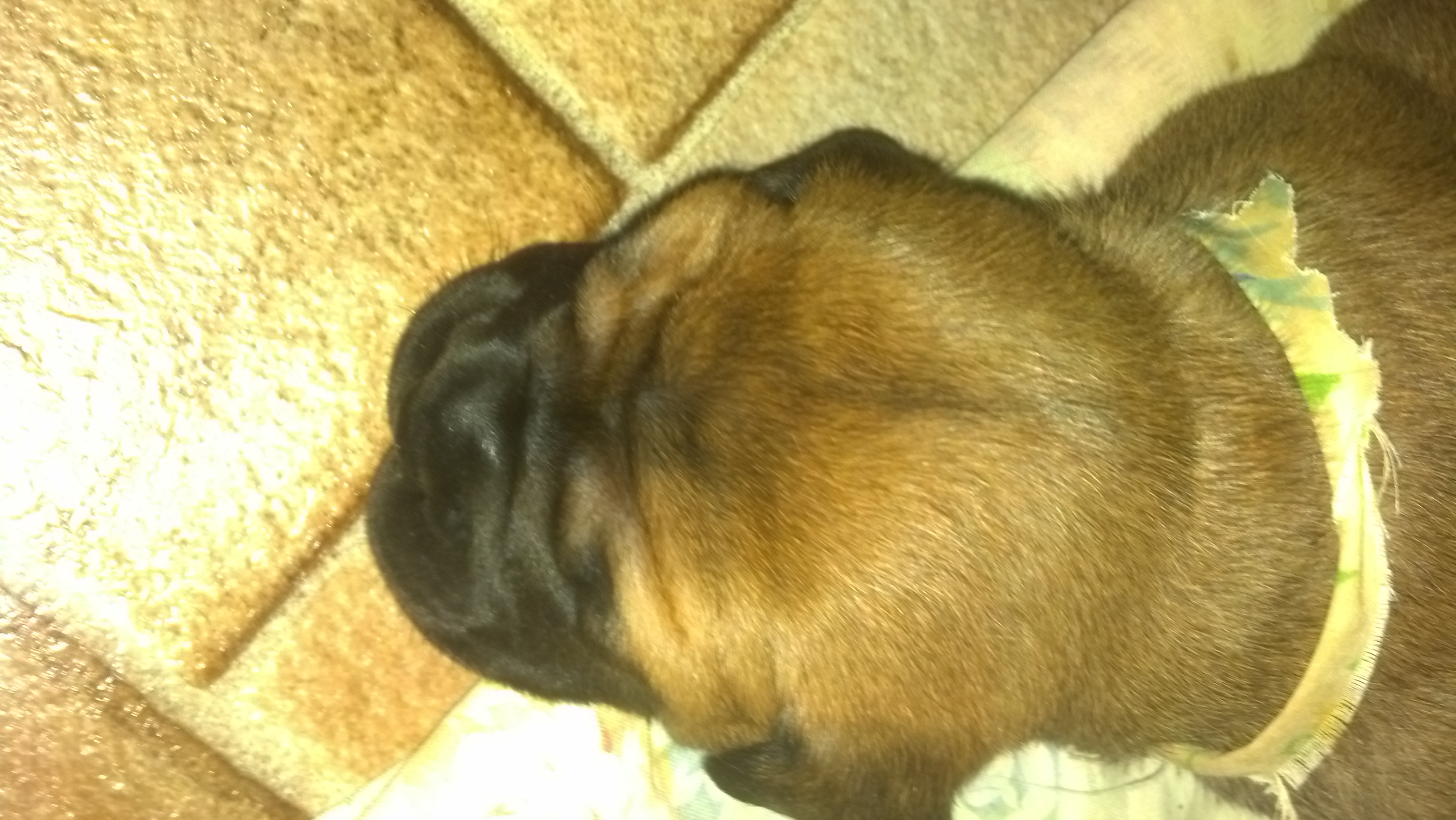 bullmastiff puppies for sale