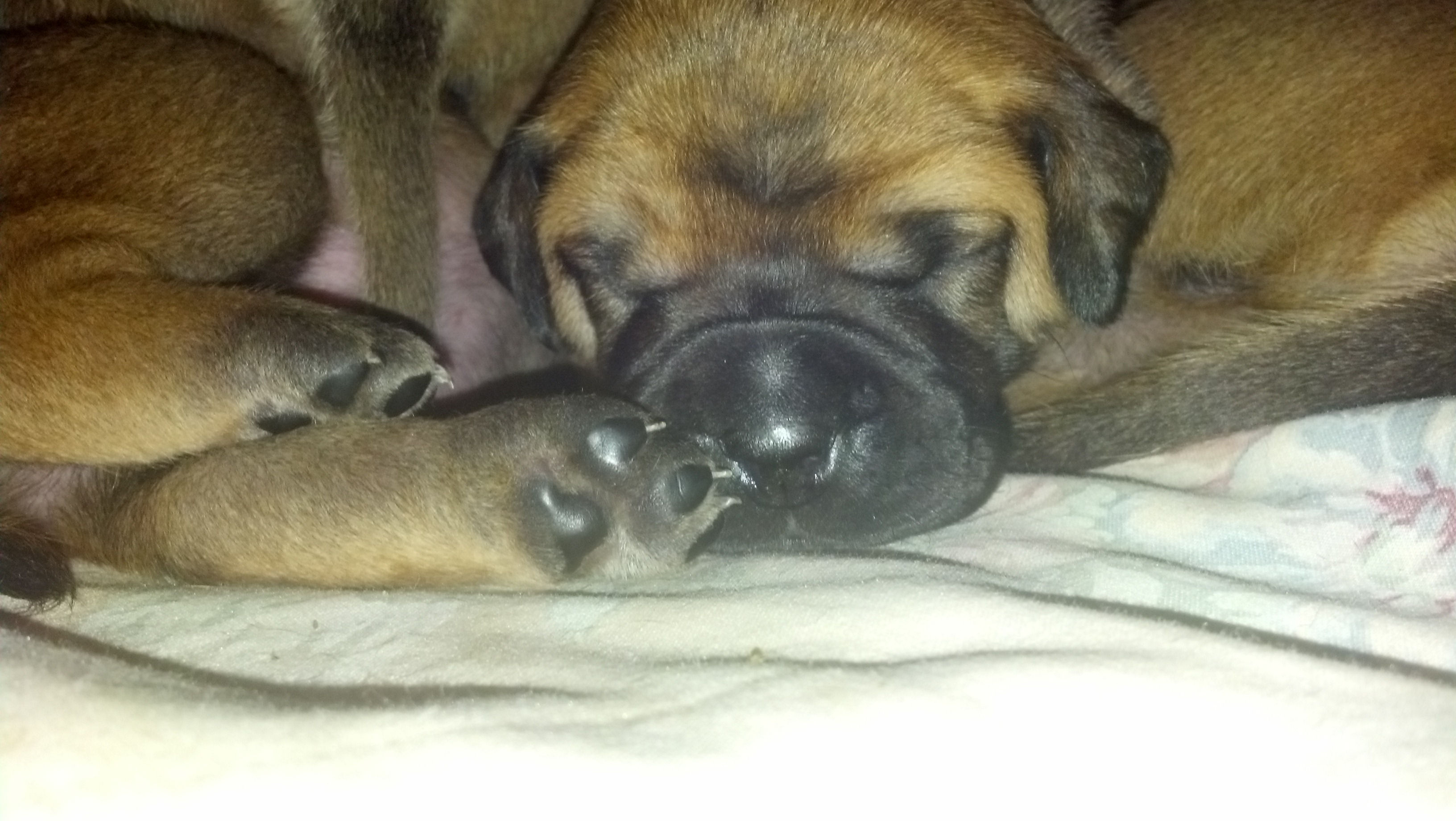 bullmastiff puppies for sale