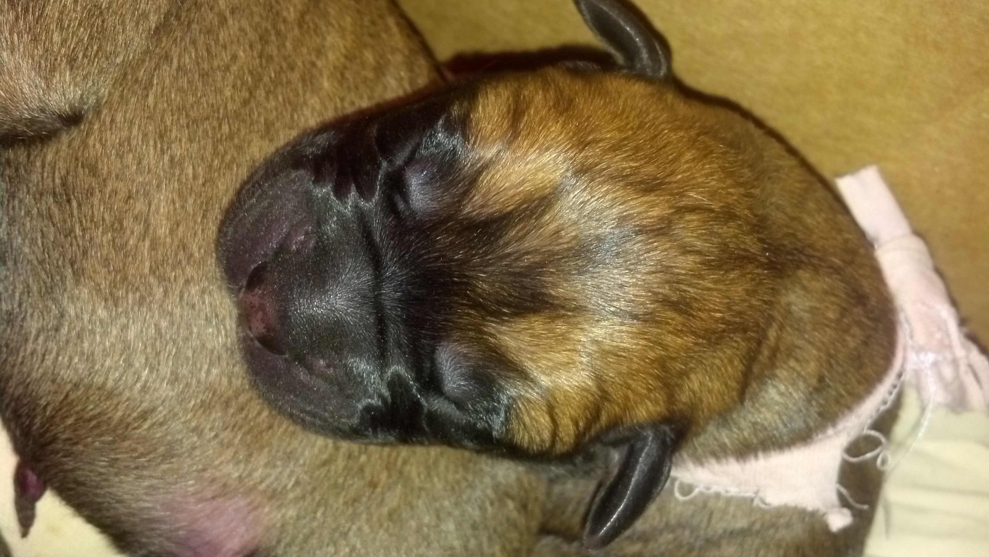 bullmastiff puppies