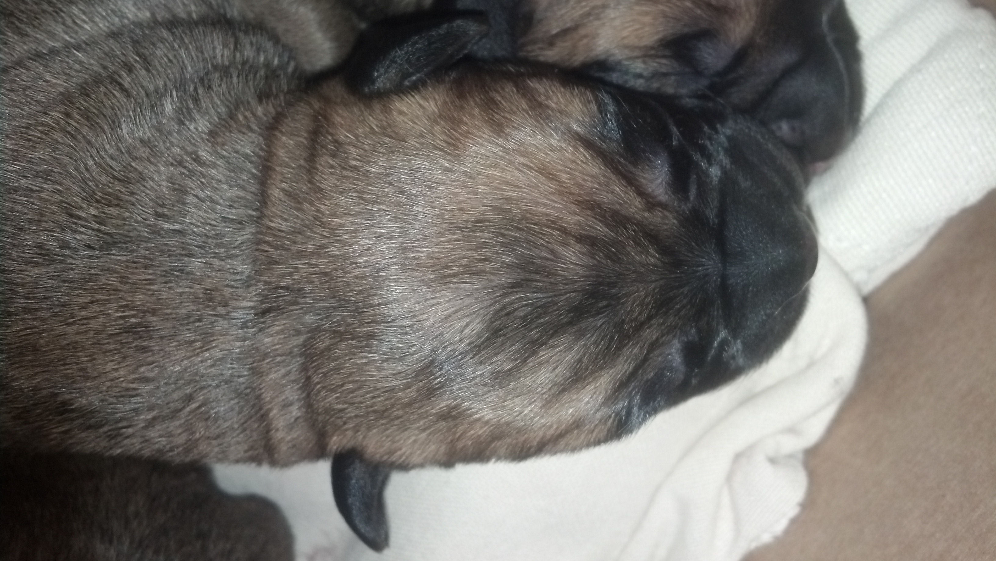 bullmastiff puppies
