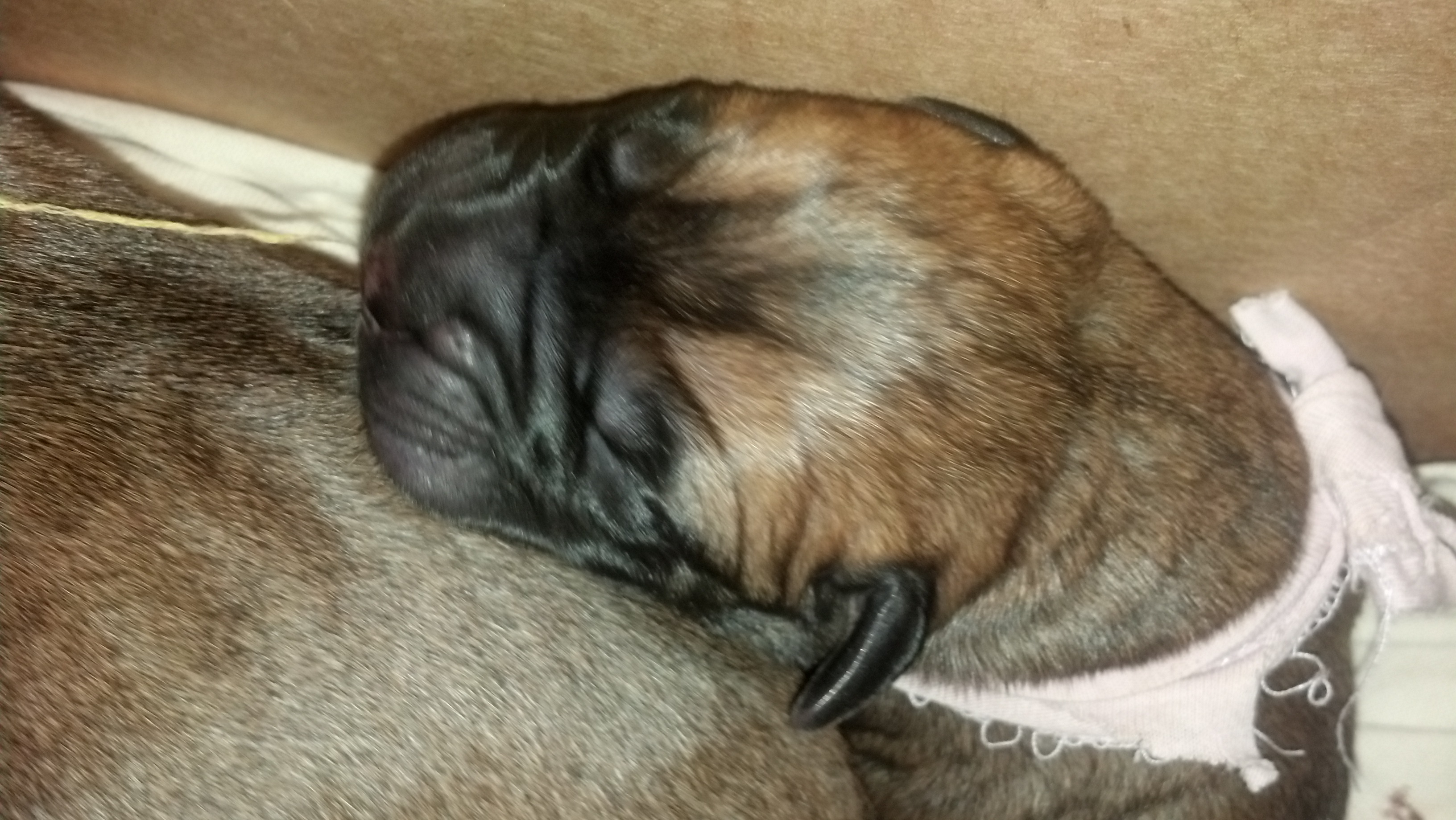 bullmastiff puppies