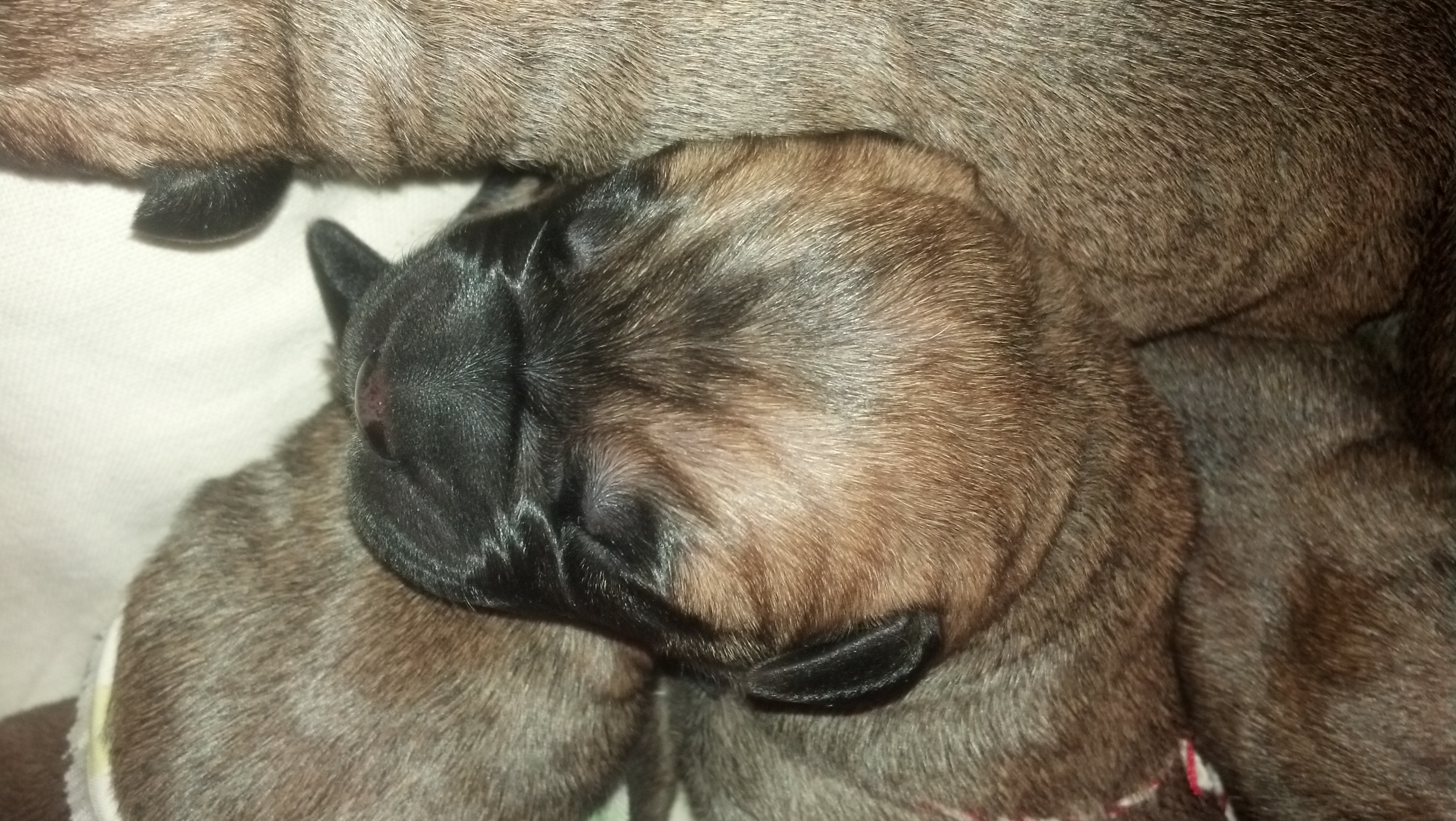 bullmastiff puppies