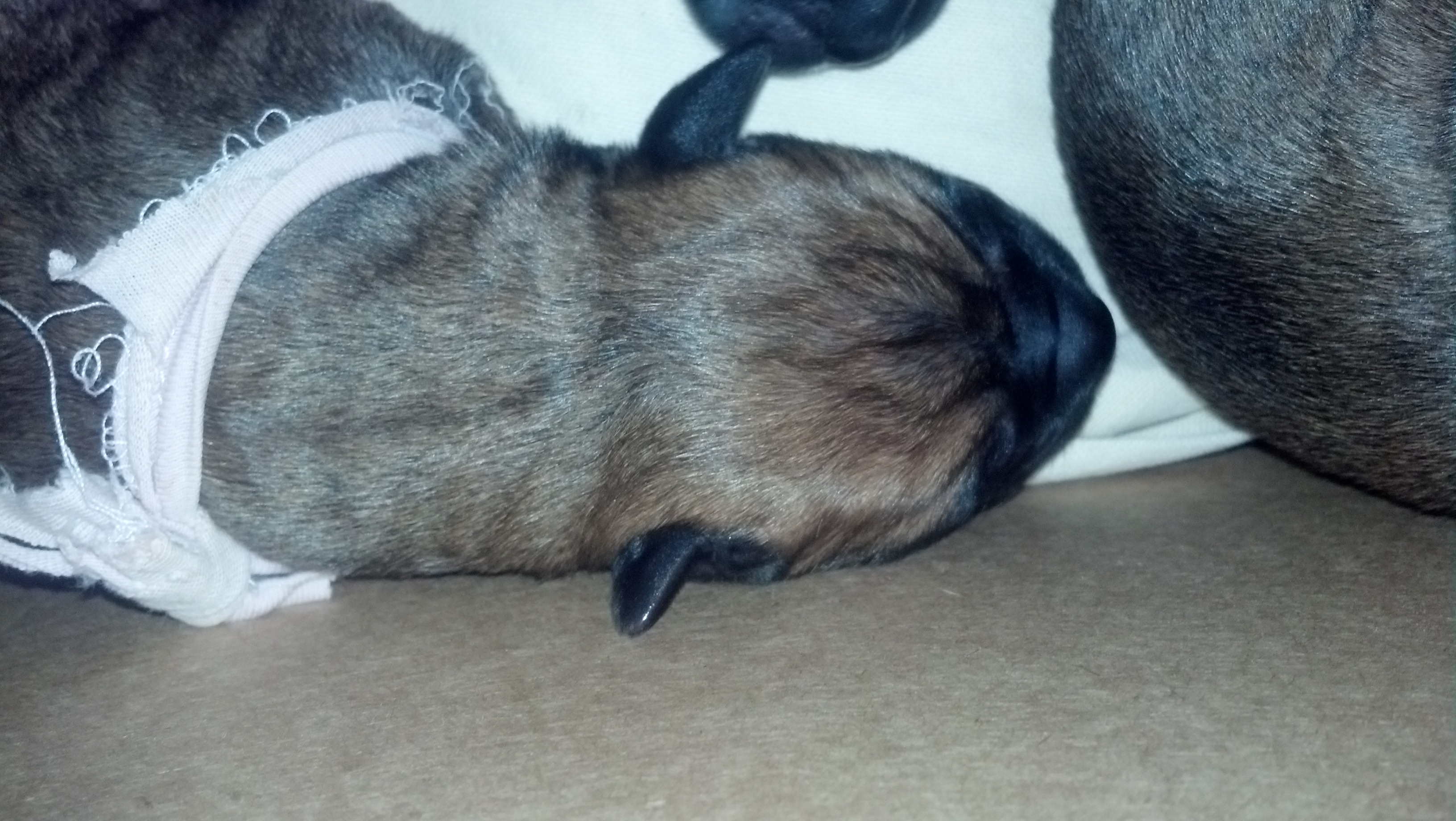 bullmastiff puppies