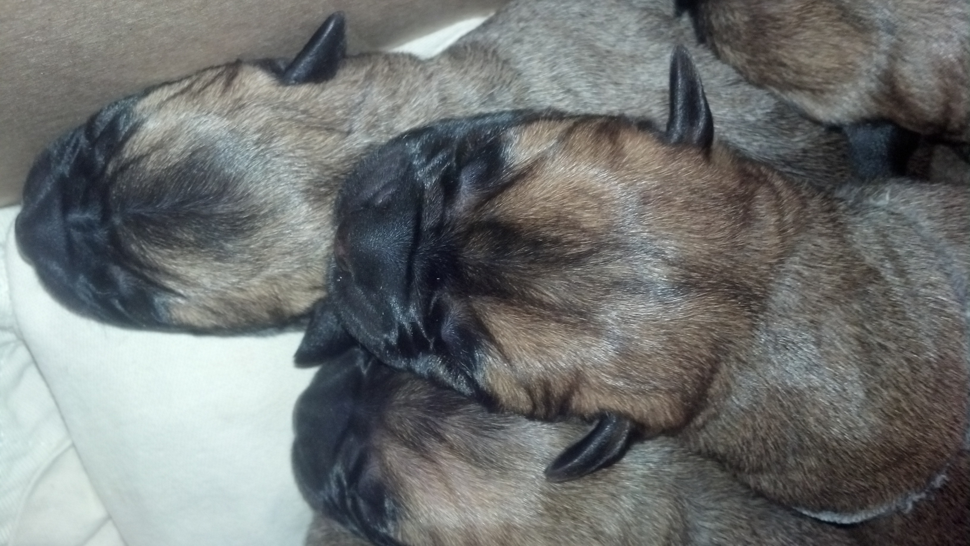 bullmastiff puppies