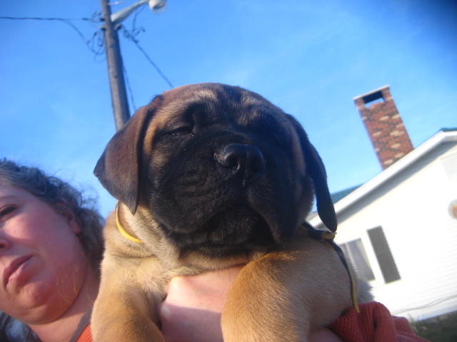 bullmastiff puppies for sale
