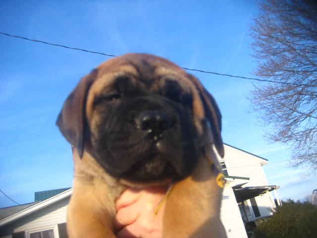 bullmastiff puppies for sale