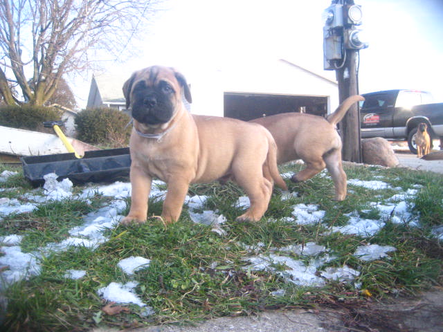 bullmastiff puppies for sale