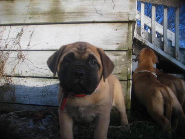 bullmastiff puppies for sale