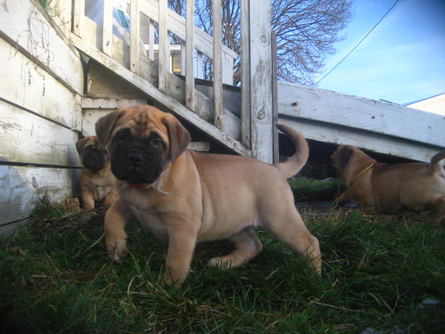 bullmastiff puppies for sale