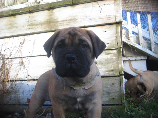 bullmastiff puppies for sale