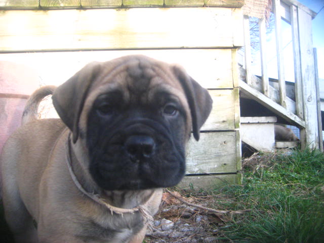 bullmastiff puppies for sale