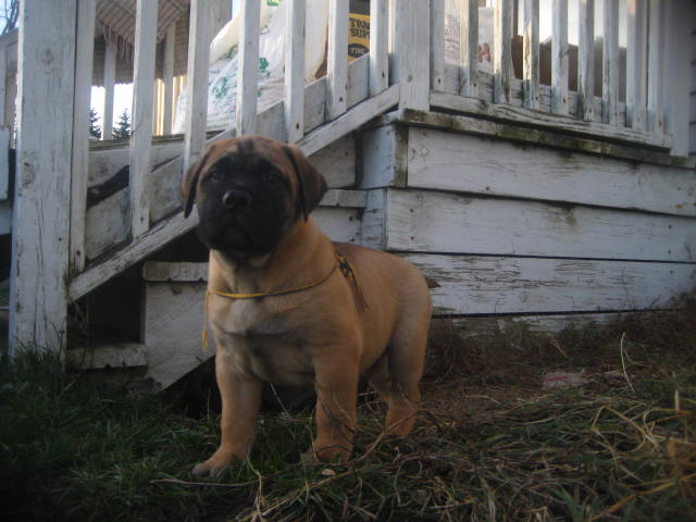 bullmastiff puppies for sale