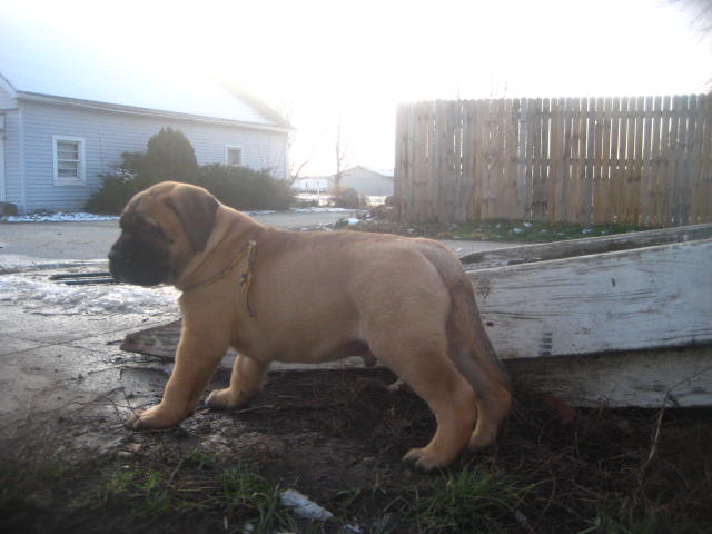 bullmastiff puppies for sale