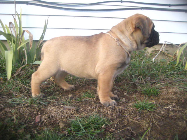 bullmastiff puppies for sale
