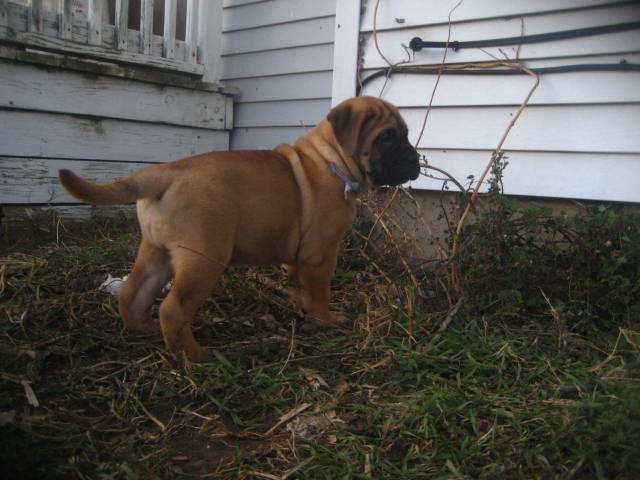 bullmastiff puppies for sale
