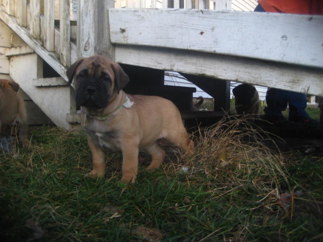 bullmastiff puppies for sale