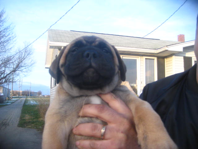bullmastiff puppies for sale