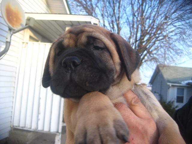 bullmastiff puppies for sale