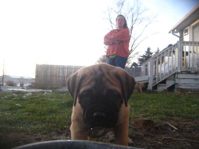 bullmastiff puppies for sale