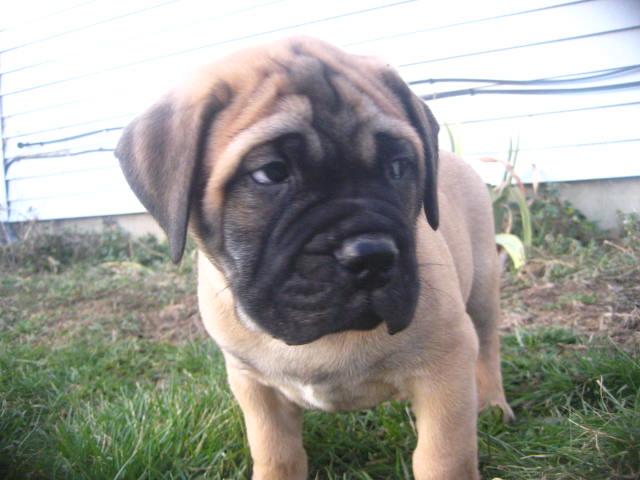 bullmastiff puppies for sale