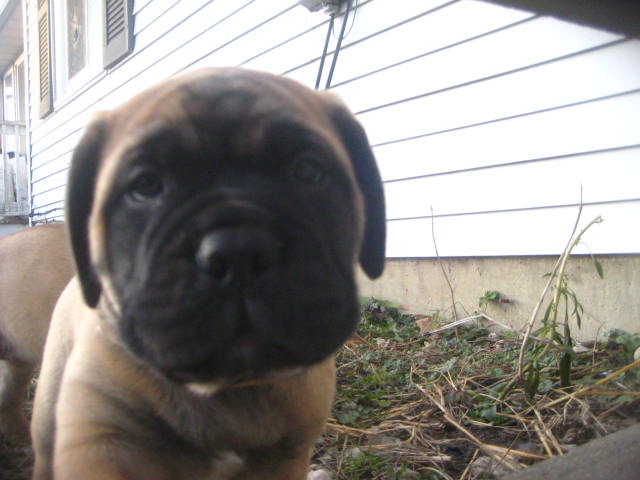 bullmastiff puppies for sale