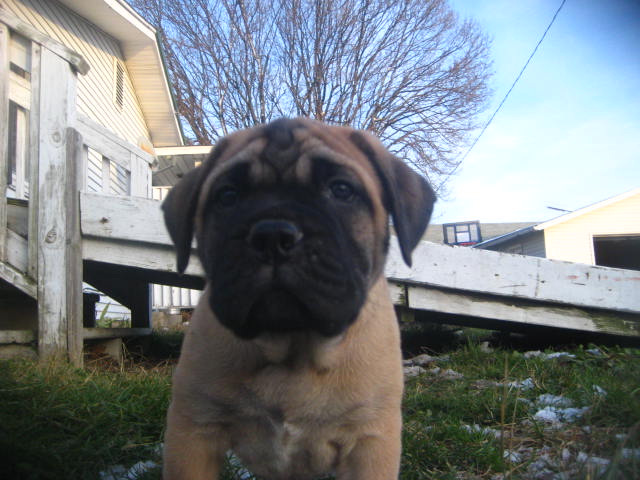 bullmastiff puppies for sale