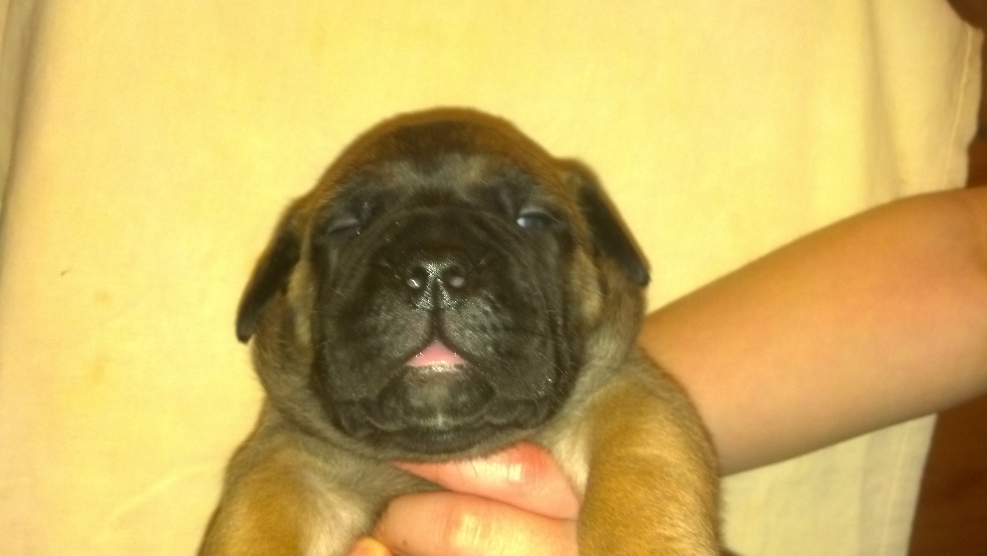 female bullmastiff puppies for sale